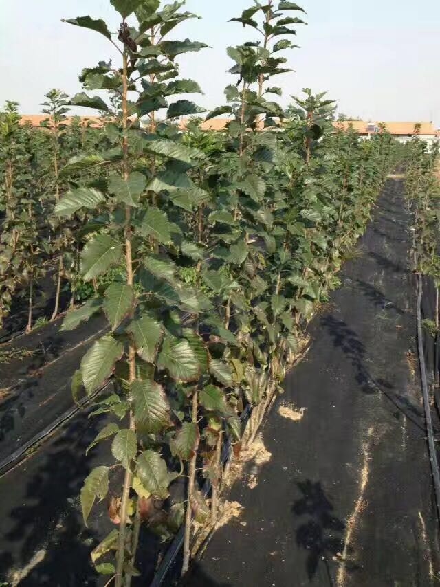 農業防草無紡布