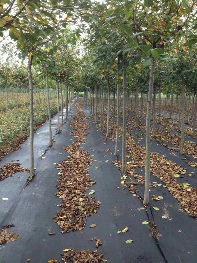 農業防草無紡布